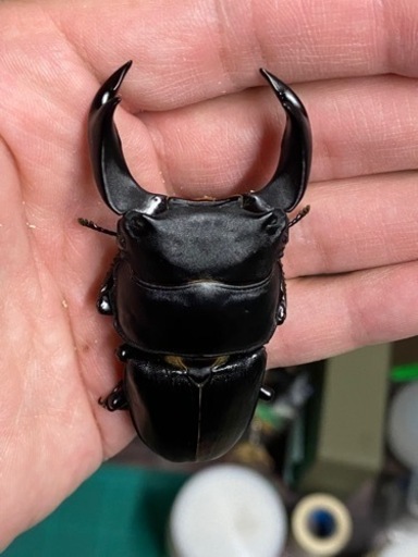 オオクワガタ♂　ホペイ