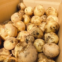 新じゃがいも 1キロ 250円 何キロでも！ 掘りたて 新鮮 サイズ不選別③の画像