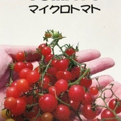 マイクロトマト苗