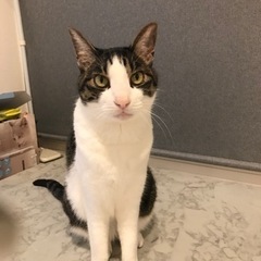 オス猫　8歳