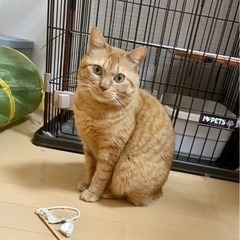 飼い主さんきまりました
