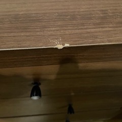 オシャレ棚　ウッド調の棚の画像