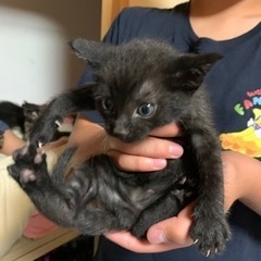 家で産まれた猫です！里親決まりました！募集終了します。 - 猫