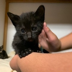 家で産まれた猫です！里親決まりました！募集終了します。 - 里親募集