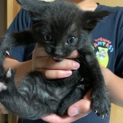家で産まれた猫です！里親決まりました！募集終了します。 − 茨城県