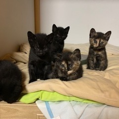 家で産まれた猫です！里親決まりました！募集終了します。 - 笠間市