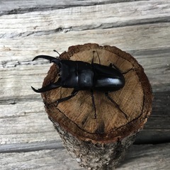 本土ヒラタクワガタ　ペア