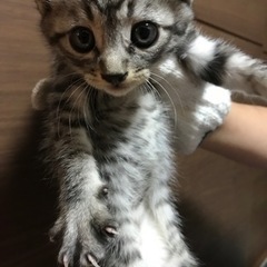 キジトラ　オス　①   お話し中