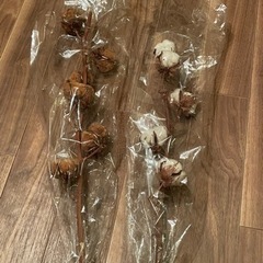 綿の木 茶色と白 の画像