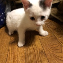 シロキジちゃん三匹生後35日里親募集