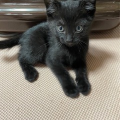 黒猫♂1ヶ月 [里親さん決まりました。閲覧･お問合せありがとうご...