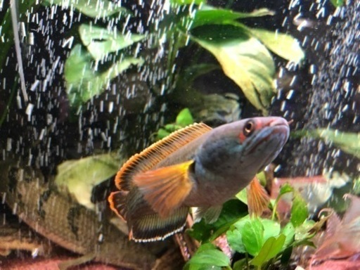 スネークヘッド2種セット