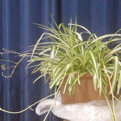 オリズルランの鉢植え(画像更新しました)の画像