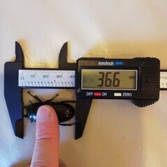 2000円　36.6mm　ババオウゴンオニクワガタ♀単品