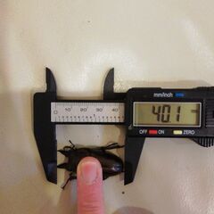 2000円　40.1mm　ババオウゴンオニクワガタ♂単品