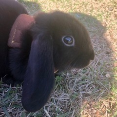 黒色のロップイヤー