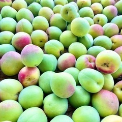 南高梅 1キロ 600円〜 不揃い おまかせの画像