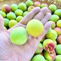 南高梅 1キロ 600円〜 不揃い おまかせの画像