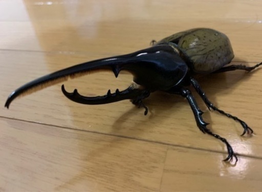 総額10万円超え！ヘラクレスやギラファ、まとめてお譲りします