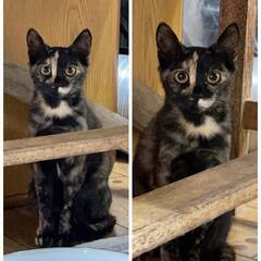 🐾🐱🐱🐾サビ・薄ミケの姉妹ねこ☘