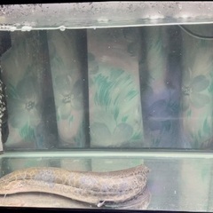 肺魚　エチオピクス