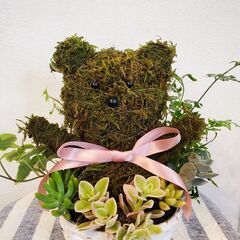 アニマルモス多肉植物レッスン💗の画像
