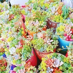 多肉植物寄植えの画像
