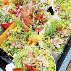 多肉植物寄植え