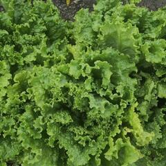 数量限定　野菜　レタス