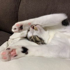 猫好きさんと繋がりたい🐱 − 滋賀県