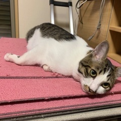 猫好きさんと繋がりたい🐱 - 東近江市