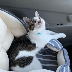 猫好きさんと繋がりたい🐱