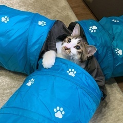 猫好きさんと繋がりたい🐱 - 友達