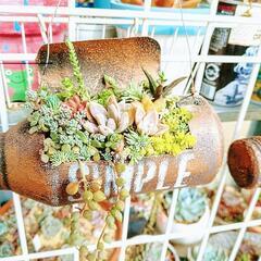 多肉植物寄植えの画像