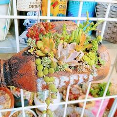 多肉植物寄植えの画像