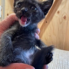 サビ猫♀ 1ヶ月 [里親さん決まりました。閲覧･お問合せありがとうございました。] - 猫