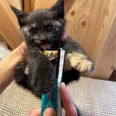 サビ猫♀ 1ヶ月 [里親さん決まりました。閲覧･お問合せありがとうございました。] - 伊勢市
