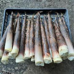 「旬の野菜」→たけのこの画像