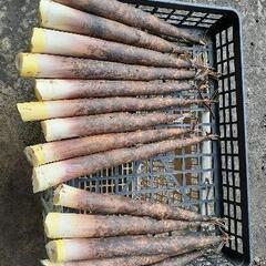 「旬の野菜」→たけのこの画像