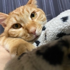 ウールサッキングする猫