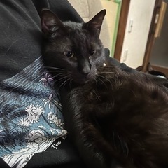 黒猫たちの里親募集 - 鈴鹿市