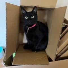 黒猫たちの里親募集 − 三重県