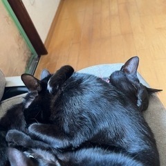 黒猫たちの里親募集 - 里親募集