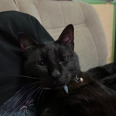 黒猫たちの里親募集 - 猫