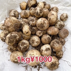 宿根ツリガネソウ　400gの画像