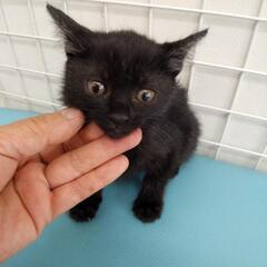 子猫　黒　女の子❤　里親募集中