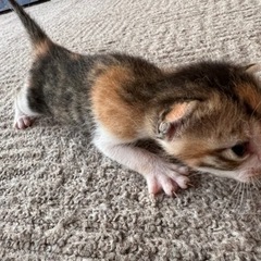 子猫2匹 里親募集