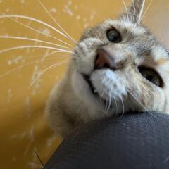 メロディーちゃん、里親募集