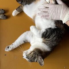 なすびくん、２歳、里親募集 - 猫