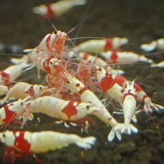 ⑳格安！レッドビーシュリンプ　アクアリウム＾＾